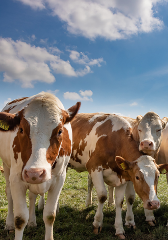 Inwoners van Overijssel denken mee over de landbouw