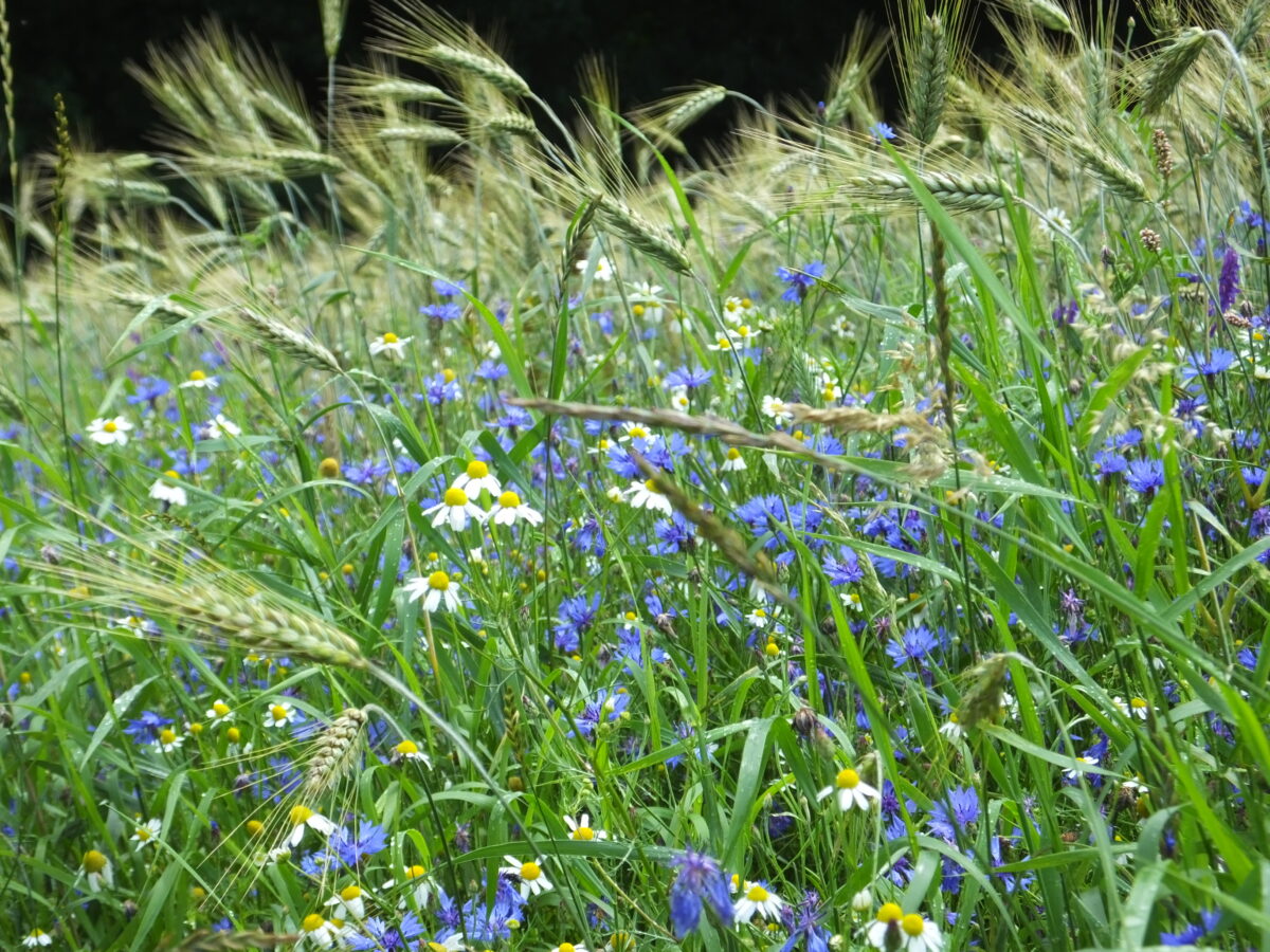 Open brief aan Frans Timmermans