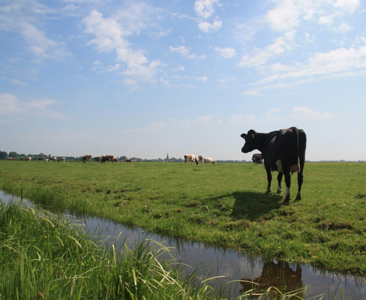 Kansen voor boeren op veengronden in Steenwijkerland en Staphorst