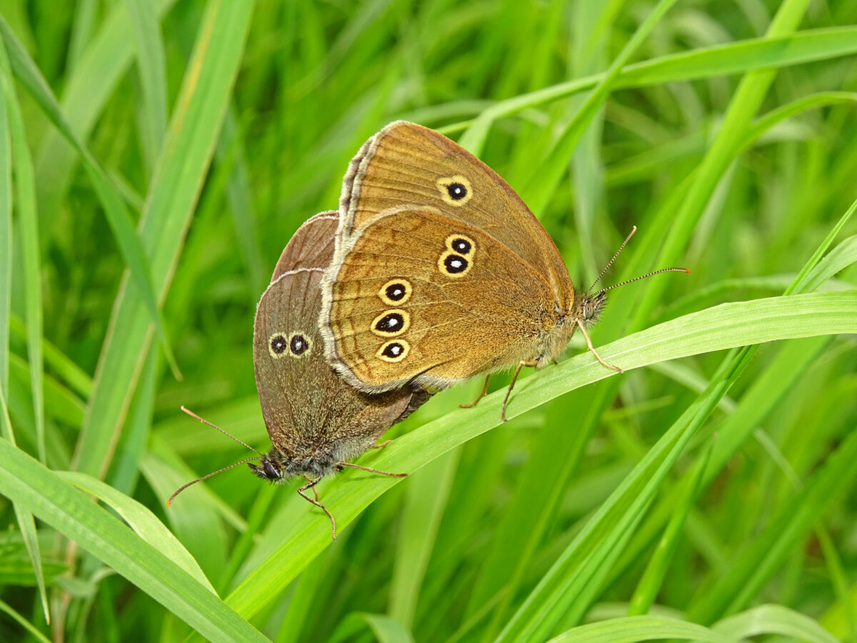 Geslaagde monitoring van vlinders en kruiden in Salland-Noord