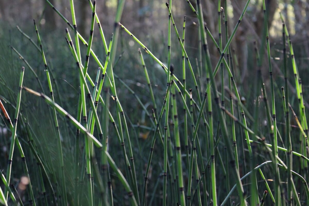 Zalkerbos: rijke historie, bijzondere natuurwaarde voor de toekomst