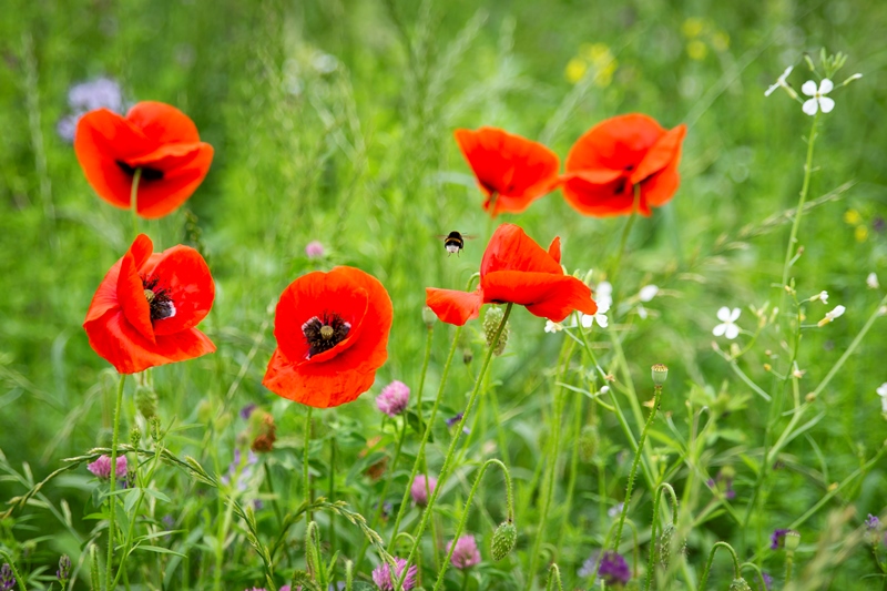 Vergroenen van bedrijventerreinen