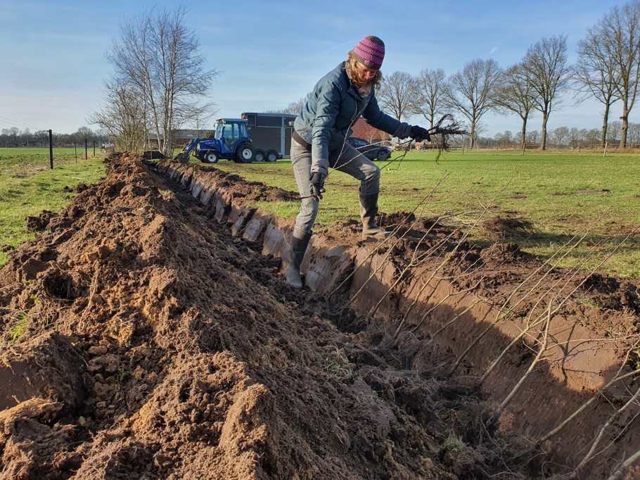 Boomdeeldagen: vraag tot 30 juli plantgoed aan met korting