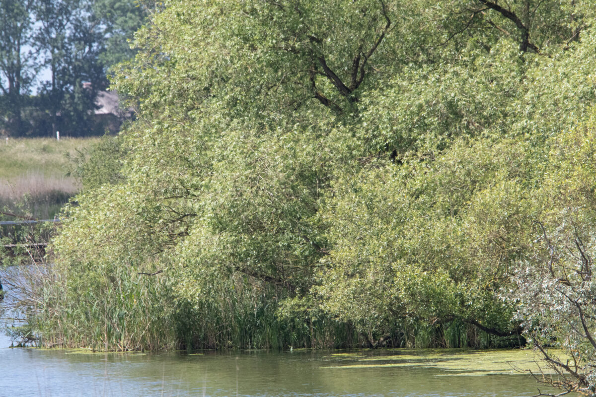 Update lente 2025 De Welle