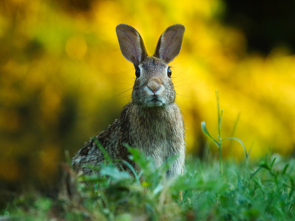 Groene Bondgenoten helpen vrijwilligers verschil te maken in eigen leefomgeving