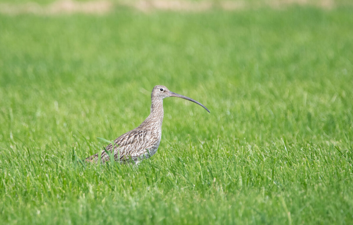 Een oase voor weidevogels biedt toekomst voor boeren