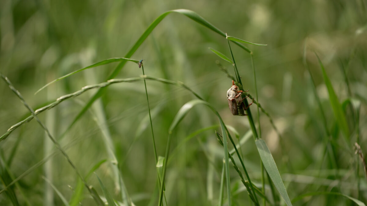 Shortlist Hans Grotenhuisprijs 2024 bekend