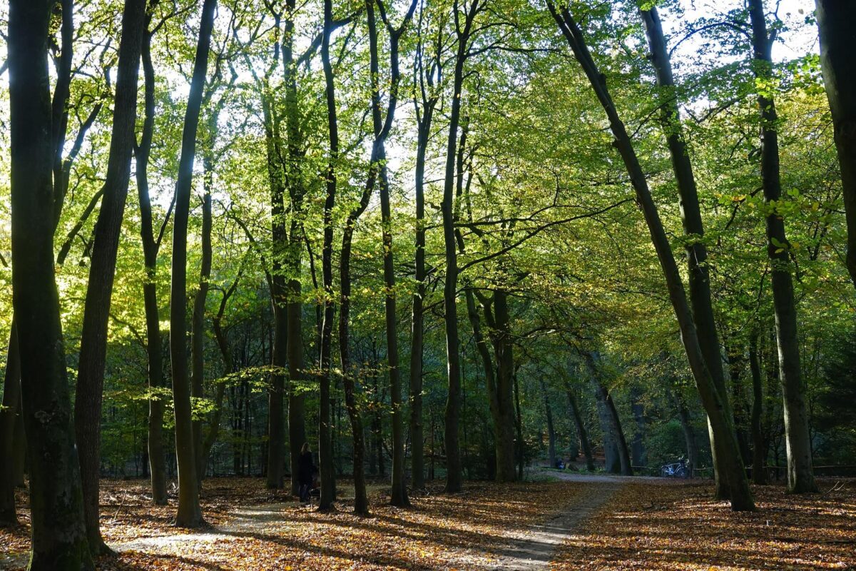 Historische overwinning voor Europese natuur