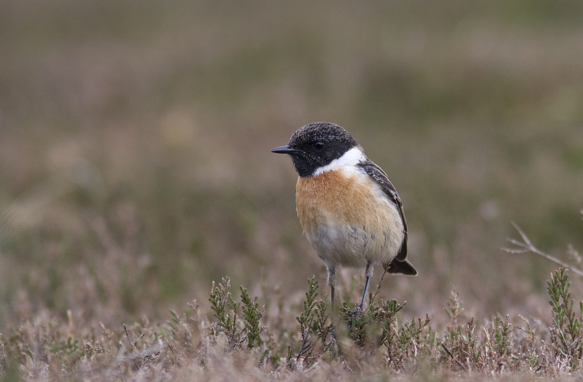 Update lente 2025 Zalkerbos