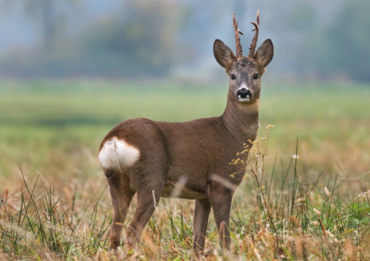 Nieuw seizoen Buitenkans