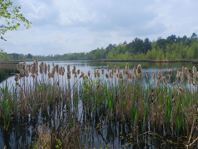 Gemeenteraadsverkiezingen 2026