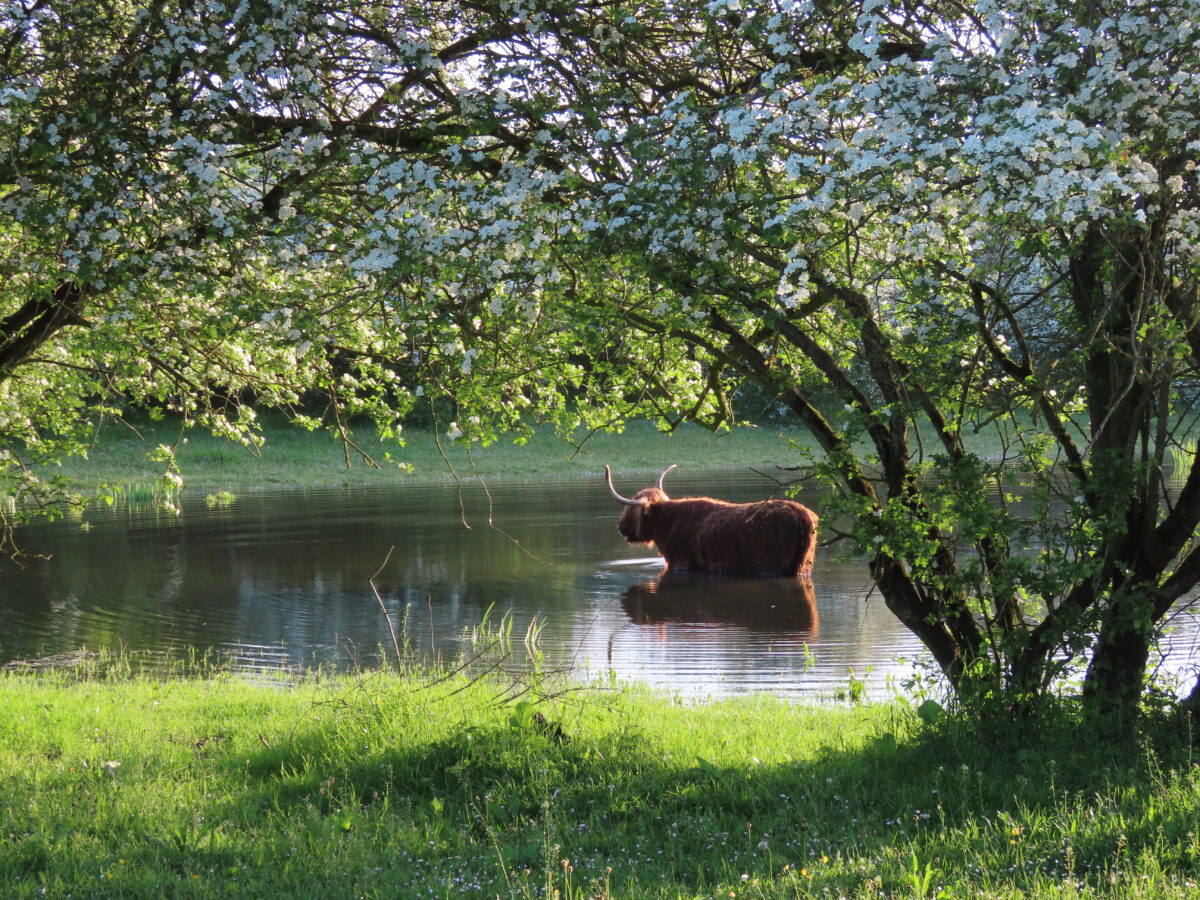 Natura 2000 IJsseluiterwaarden