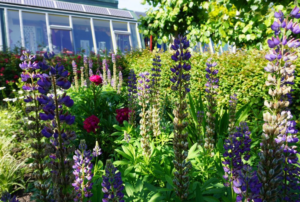 Groen bij de Nooterhof bedreigd