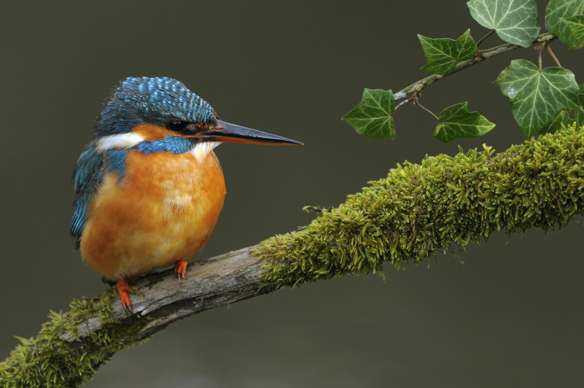 Online lobbytraining gemeenteraadsverkiezingen