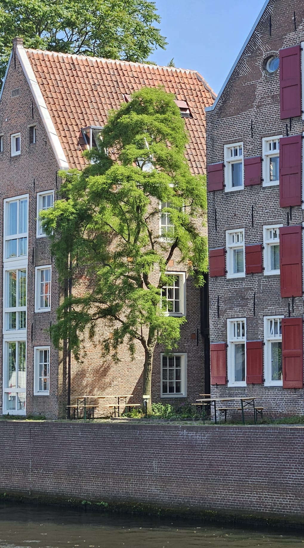 Bijzondere Robinia gewaardeerd